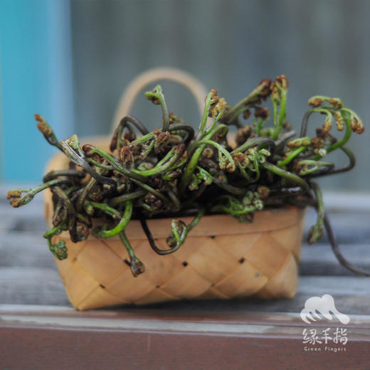 野生蕨菜| 绿家自产* Wild fiddlehead | Selfoduction 商品图2
