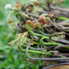 野生蕨菜| 绿家自产* Wild fiddlehead | Selfoduction 商品缩略图0