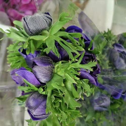 银莲花【秋牡丹】  9-10支/扎  多色可选（单瓣） 商品图11