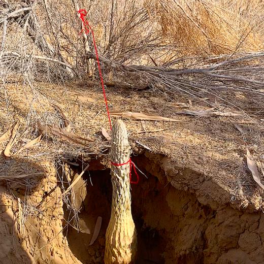 正安荒漠肉苁蓉 甄选阿拉善鲜品肉苁蓉 冬补养身，润补之选  冷链运输 保鲜送达1500g/箱 商品图2