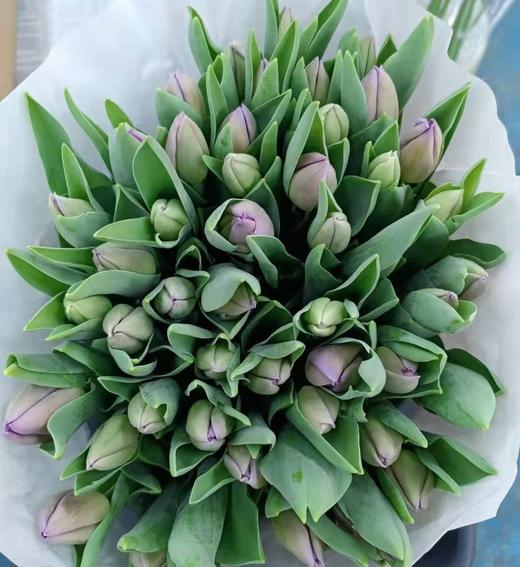 8月31日郁金香-紫Saigon 40cm35g-10支 商品图0