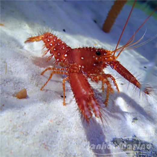 红龙虾 商品图4