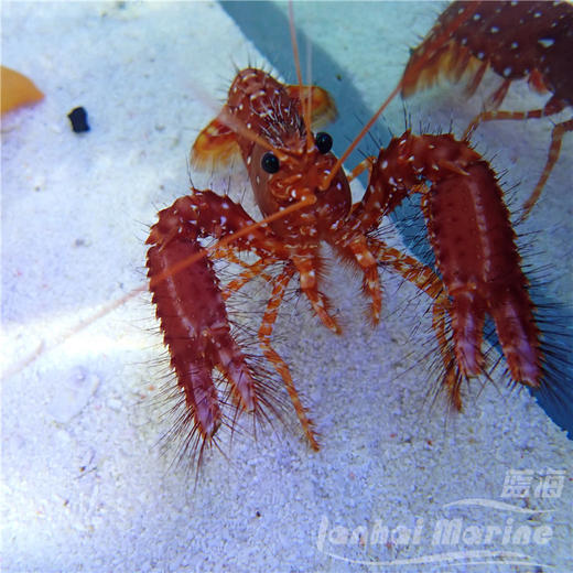 红龙虾 商品图3