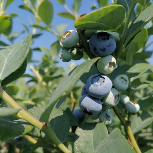 有机蓝莓（云南昆明）| 合作生产*Organic blue berry |  Partner Production 商品图3