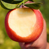 【快递停发，2月26日陆续发货】【陕西·洛川】正宗陕西洛川红富士苹果 脆甜冰糖心丑红苹果 新鲜水果 商品缩略图1
