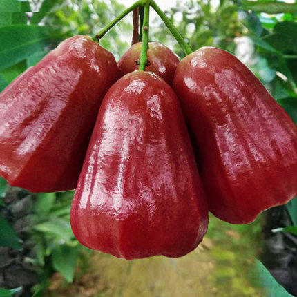 限时秒杀 .黑金刚特级 莲雾 |汁多清甜，糖尿病人也好吃的水果 商品图2