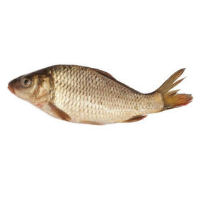 【生鲜预定】鲤鱼1kg