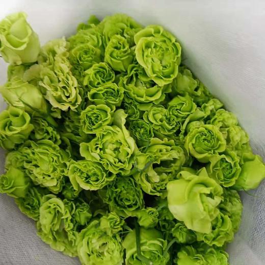 【洋桔梗】-翠绿色，若干枝/扎 商品图2