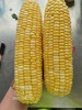 甜玉米  500g 商品缩略图2
