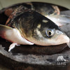 生态大头鱼分段（冷冻，全国可下单）| 合作生产 * Eco-bighead Carp | Coproduction 商品缩略图0