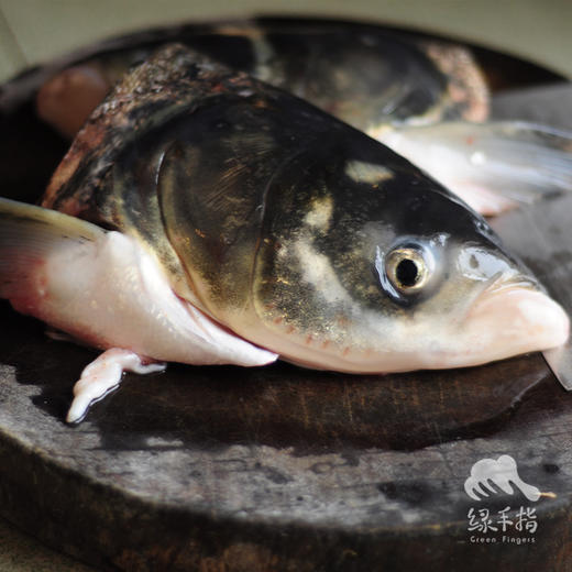 生态大头鱼分段（冷冻，全国可下单）| 合作生产 * Eco-bighead Carp | Coproduction 商品图0