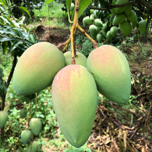【海南•台农芒果】新鲜应季芒果 果味浓郁 香甜多汁肉厚核薄 果肉顺滑 甜而不腻 金黄品质～ 商品图7
