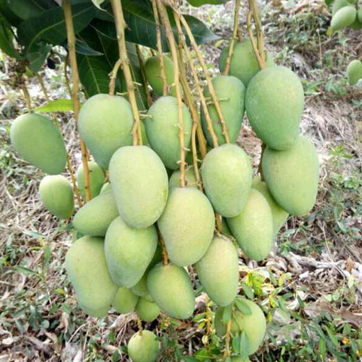 【海南•台农芒果】新鲜应季芒果 果味浓郁 香甜多汁肉厚核薄 果肉顺滑 甜而不腻 金黄品质～ 商品图6
