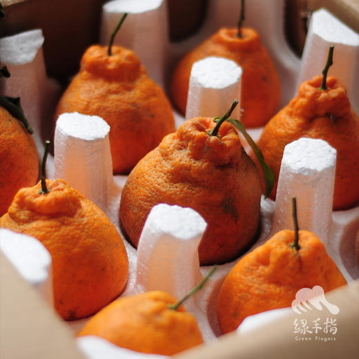 生态蒲江耙耙柑 | 合作生产 *Eco-harrow orange | Coproduction 商品图6