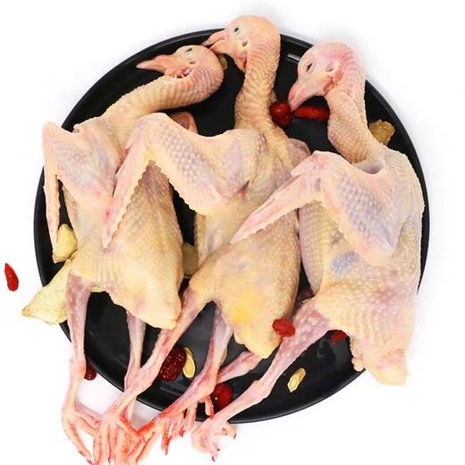 郧阳乳鸽新鲜现杀乳鸽 商品图2