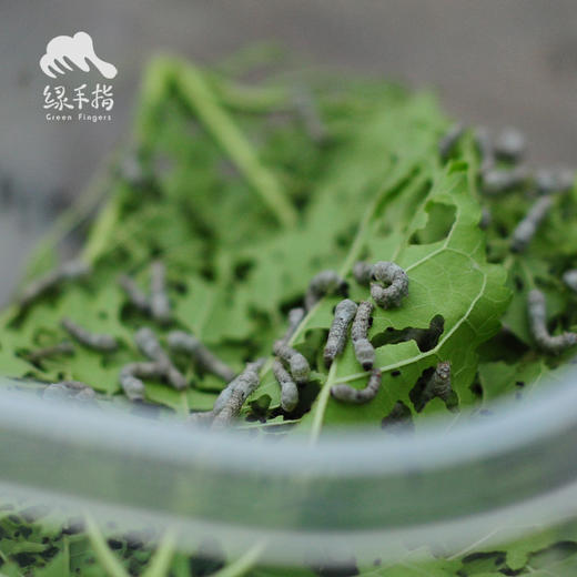 园艺·蚕宝宝饲养套装（桑叶） | 公平贸易 * Silkworm rearing kit | Fair-Trade 商品图2