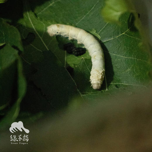 园艺·蚕宝宝饲养套装（桑叶） | 公平贸易 * Silkworm rearing kit | Fair-Trade 商品图0