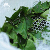 园艺·蚕宝宝饲养套装（桑叶） | 公平贸易 * Silkworm rearing kit | Fair-Trade 商品缩略图3