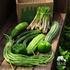 生态丰产蔬菜箱（四季豆/节瓜/土豆/蒲瓜/牛角椒） | 绿家自产* Eco-vegetable Box | Self-production 商品缩略图1