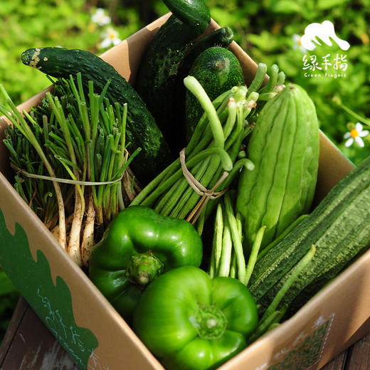生态丰产蔬菜箱（四季豆/节瓜/土豆/蒲瓜/牛角椒） | 绿家自产* Eco-vegetable Box | Self-production 商品图2