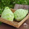 生态牛心甘蓝 | 绿家自产 * Ecological Oxheart Cabbage | In-House Production 商品缩略图2