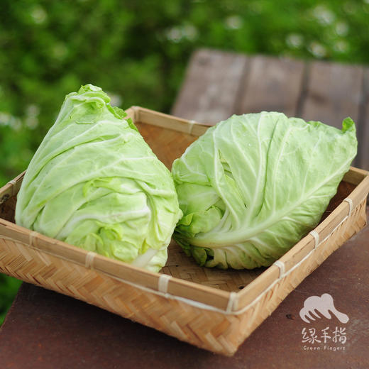 生态牛心甘蓝 | 绿家自产 * Ecological Oxheart Cabbage | In-House Production 商品图2