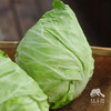 生态牛心甘蓝 | 绿家自产 * Ecological Oxheart Cabbage | In-House Production 商品缩略图4