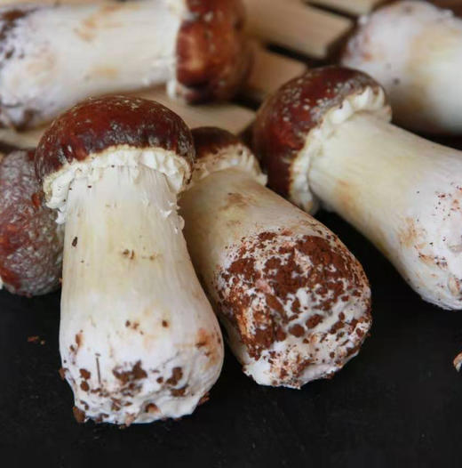 【云南】新鲜赤松茸500g 商品图0