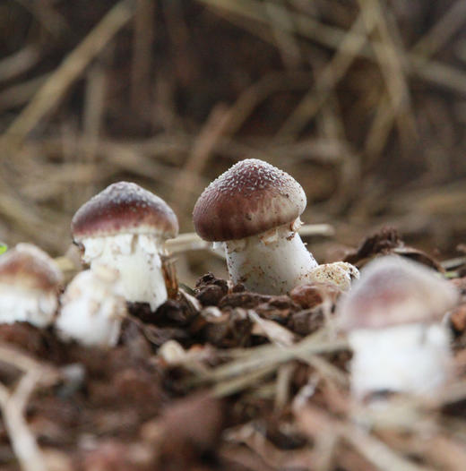 【云南】新鲜赤松茸500g 商品图2