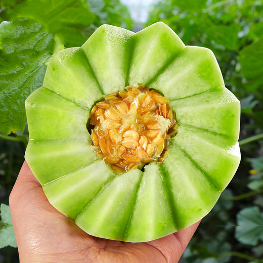 【山东·聊城 玉菇冰淇淋甜瓜】新鲜采摘，翡翠瓜肉，冰淇淋的口感，一口香甜，鲜嫩多汁，冰凉爽口 商品图0