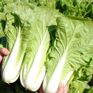 小白菜 500g（品种随机） 商品图1