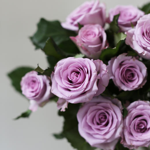 「单品花材」海洋之歌国产玫瑰 商品图1