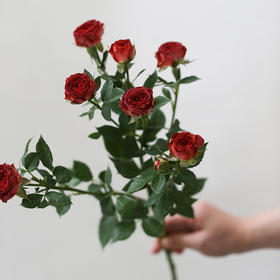 「单品花材」巧克力泡泡玫瑰