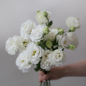 「单品花材」白色波浪桔梗