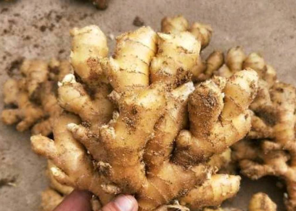 108小黄姜 约350克/份