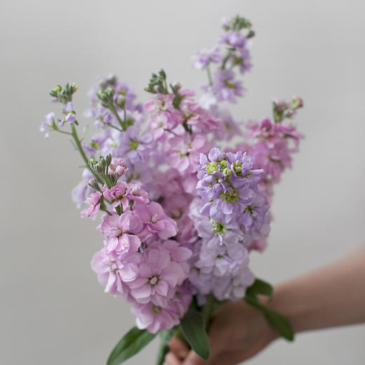「单品花材」紫罗兰（3枝） 商品图0