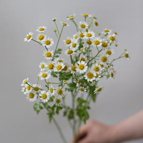 「单品花材」荷兰洋甘菊（2枝）
