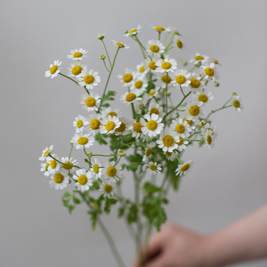 「单品花材」荷兰洋甘菊（2枝） 商品图0