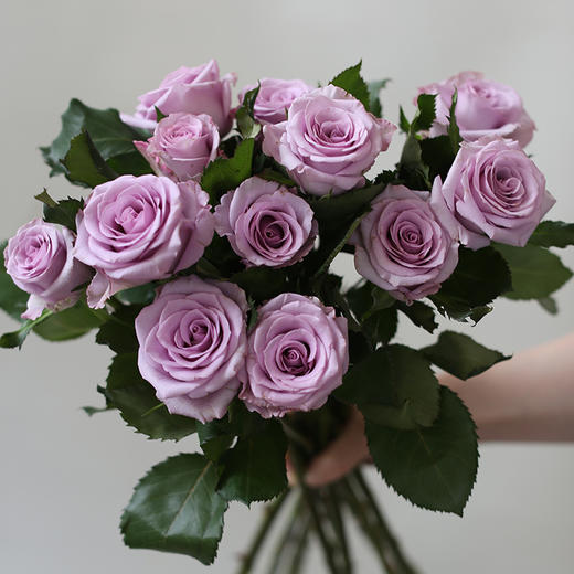 「单品花材」海洋之歌国产玫瑰 商品图2