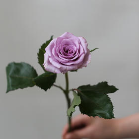 「单品花材」海洋之歌国产玫瑰