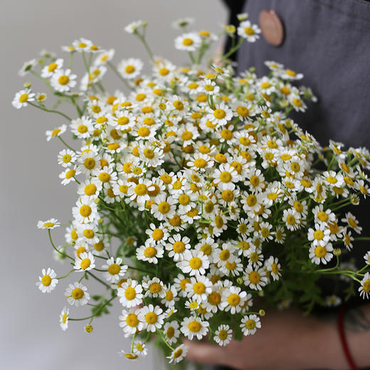 「单品花材」荷兰洋甘菊（2枝） 商品图1