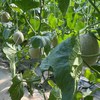 有机网纹瓜（蜜瓜） | 合作生产 * Organic Honeydew melon | Coproduction 商品缩略图4