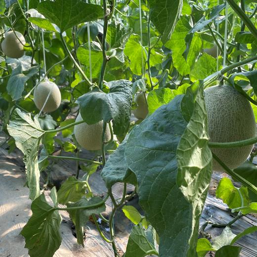 有机网纹瓜（蜜瓜） | 合作生产 * Organic Honeydew melon | Coproduction 商品图4
