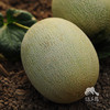 有机网纹瓜（蜜瓜） | 合作生产 * Organic Honeydew melon | Coproduction 商品缩略图3