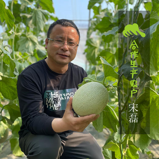 有机网纹瓜（蜜瓜） | 合作生产 * Organic Honeydew melon | Coproduction 商品图1