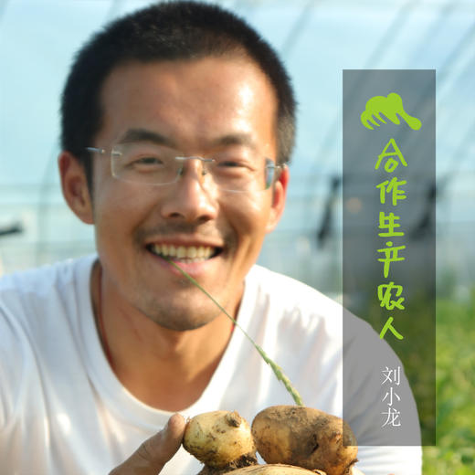 生态土豆 （荷兰7号）| 合作生产* Eco- potato | Coproduction 商品图1