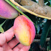 【芒果控福利款】正宗海南精选一级贵妃芒 精品大果 新鲜当季热带树上熟红金龙甜心芒果 商品缩略图4