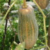 生态蜜本南瓜（切块） | 绿家自产*Eco-pumpkin | Self-production 商品缩略图4