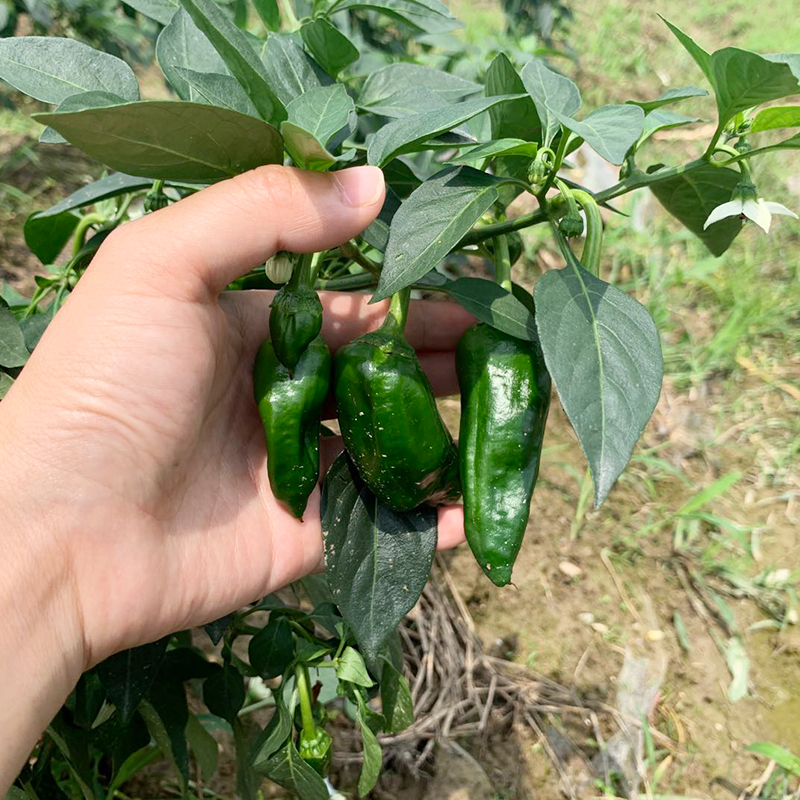 土青椒(农户何四兰) 约250g/份a