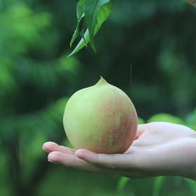 【京东包邮】广东连平鹰嘴桃 难得的脆桃！！！ 呆萌鹰嘴 12枚大果  彩箱装